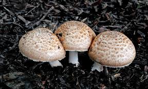 What Is Fungus and How Does It Affect Humans?